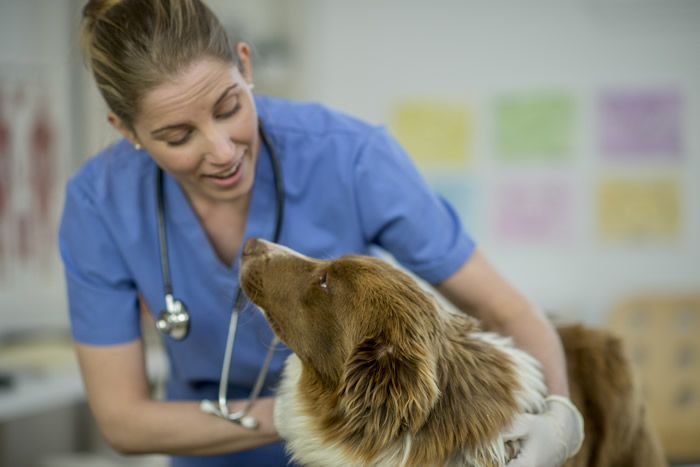 GVC - Global Veterinary Careers
