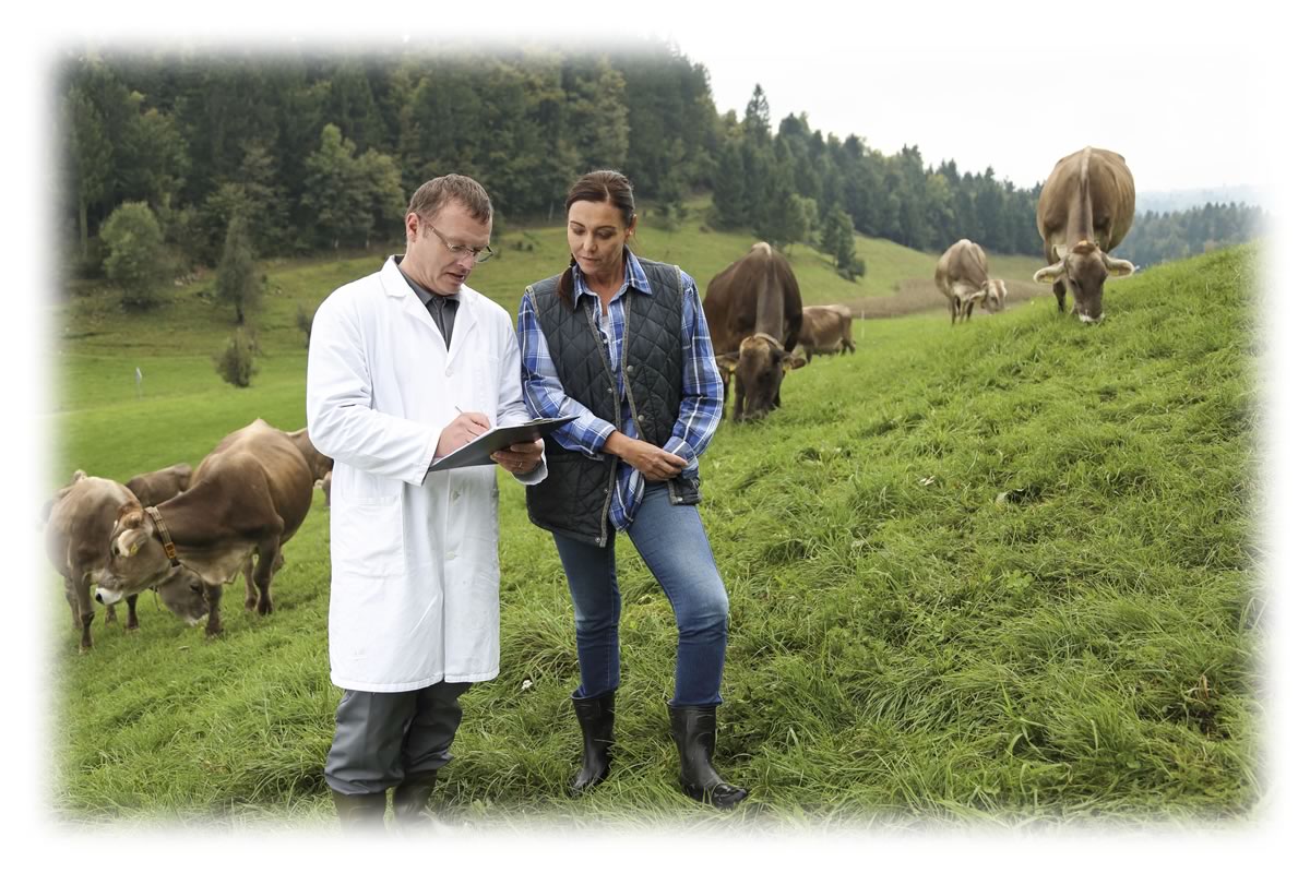 Vet with farm animals